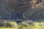 fallow deer