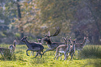 fallow deer