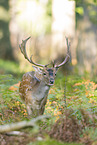 fallow deer