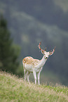 fallow deer