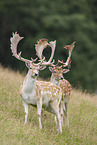 fallow deer