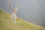 fallow deer