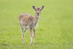 fallow deer