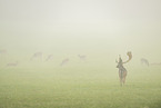 fallow deer