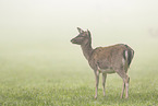 fallow deer