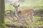 fallow deer