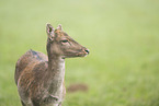 fallow deer