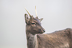fallow deer
