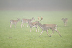 fallow deer
