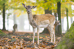 fallow deer