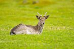 fallow deer