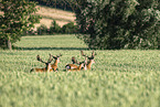 fallow deer