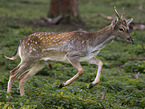 fallow deer