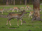 fallow deer