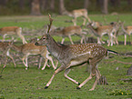 fallow deer