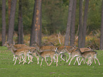 fallow deer