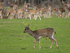 fallow deer