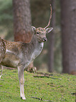 fallow deer