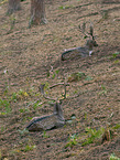 fallow deer
