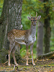 fallow deer