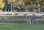 fallow deer