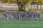 fallow deer