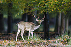 fallow deer
