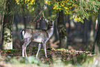 fallow deer