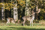 fallow deer