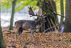 fallow deer