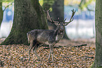 fallow deer