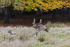 fallow deer