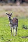 fallow deer