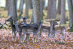 fallow deer