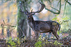 fallow deer