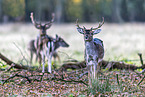 fallow deer