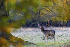 fallow deer