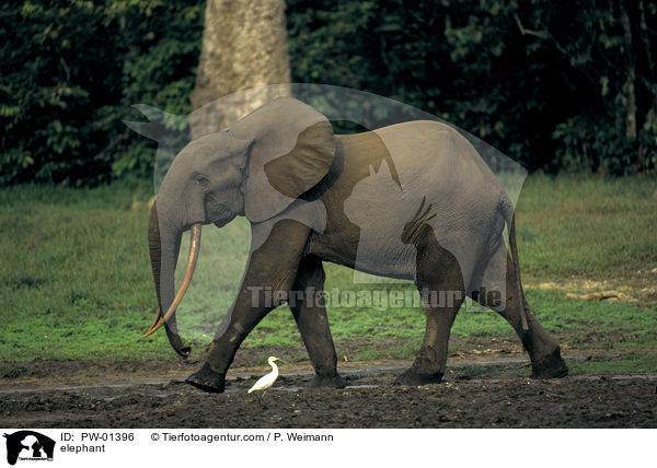 Waldelefant / elephant / PW-01396