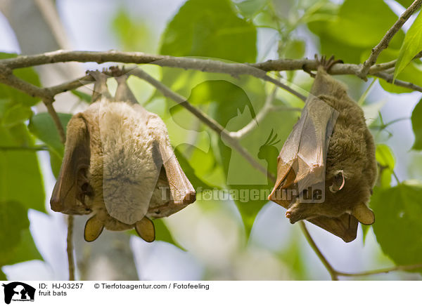 fruit bats / HJ-03257