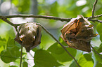 fruit bats