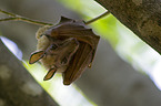 fruit bat