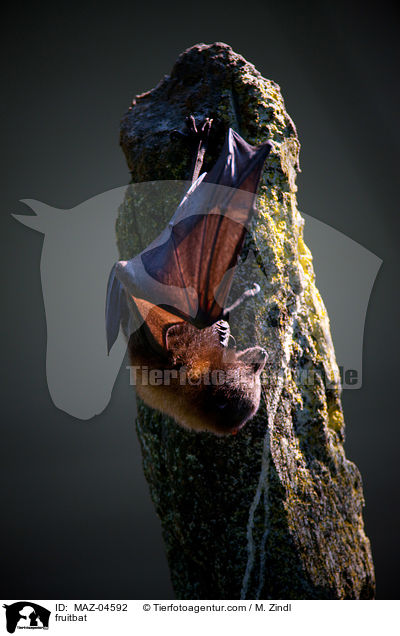 Flughund / fruitbat / MAZ-04592