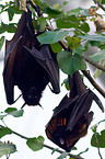 fruitbats