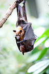 fruitbat