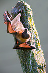 fruitbat