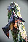 fruitbat