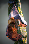 fruitbat