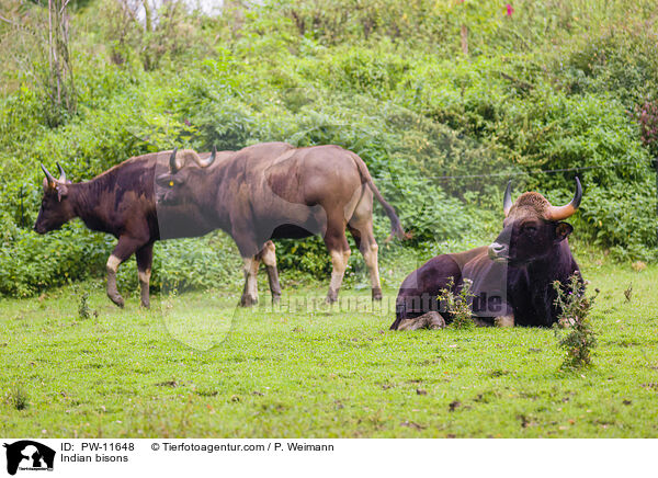 Gaur / Indian bisons / PW-11648