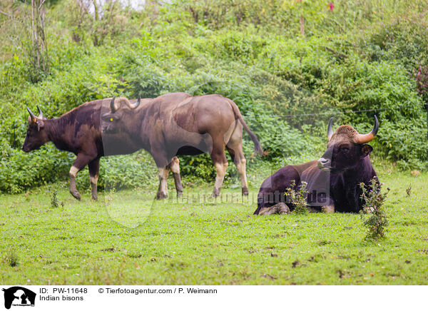 Indian bisons / PW-11648