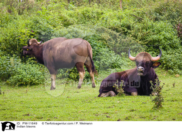 Indian bisons / PW-11649